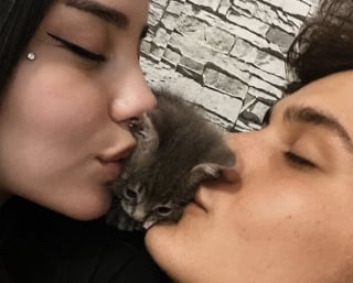Illustration de l'article : 14 photos qui montrent que les chats peuvent semer le chaos tout en nous attendrissant