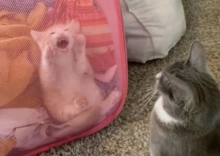 Illustration de l'article : 14 photos qui montrent que les chats peuvent semer le chaos tout en nous attendrissant