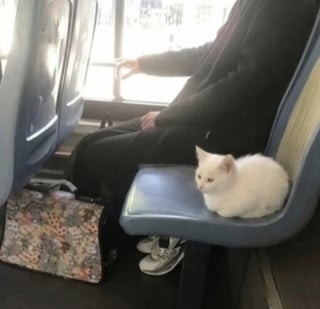 Illustration de l'article : 14 photos qui montrent que les chats peuvent semer le chaos tout en nous attendrissant