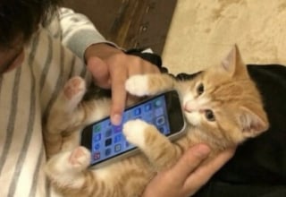 Illustration de l'article : 14 photos qui montrent que les chats peuvent semer le chaos tout en nous attendrissant