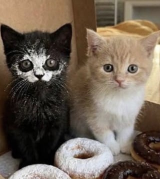 Illustration de l'article : 14 photos qui montrent que les chats peuvent semer le chaos tout en nous attendrissant