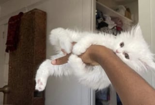 Illustration de l'article : 14 photos qui montrent que les chats peuvent semer le chaos tout en nous attendrissant
