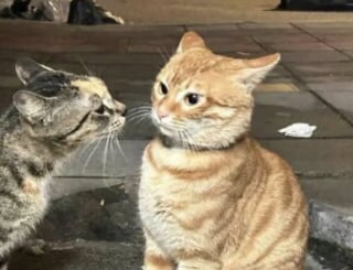 Illustration de l'article : 14 photos qui montrent que les chats peuvent semer le chaos tout en nous attendrissant