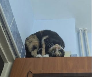 Illustration de l'article : 14 photos qui montrent que les chats peuvent semer le chaos tout en nous attendrissant
