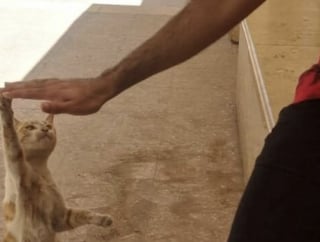 Illustration de l'article : 14 photos qui montrent que les chats peuvent semer le chaos tout en nous attendrissant