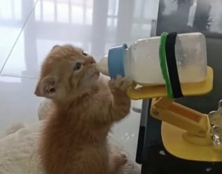 Illustration de l'article : 14 photos qui montrent que les chats peuvent semer le chaos tout en nous attendrissant