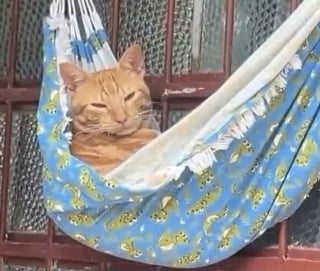 Illustration de l'article : 14 photos qui montrent que les chats peuvent semer le chaos tout en nous attendrissant