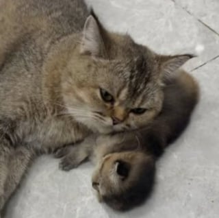 Illustration de l'article : 14 photos qui montrent que les chats peuvent semer le chaos tout en nous attendrissant