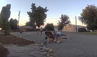 Illustration de l'article : Feux d'artifice et coups de feu effraient une chienne qui dispara&icirc;t avant son sauvetage par la police 24 heures plus tard
