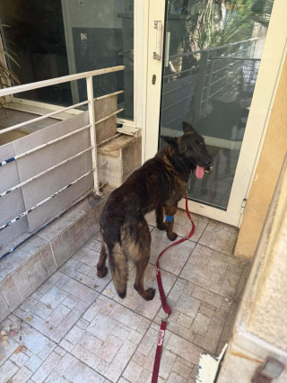 Illustration de l'article : Alert&eacute;e par des voisins tr&egrave;s inquiets une association du Var (83) sauve un chien Malinois enferm&eacute; sur un balcon insalubre