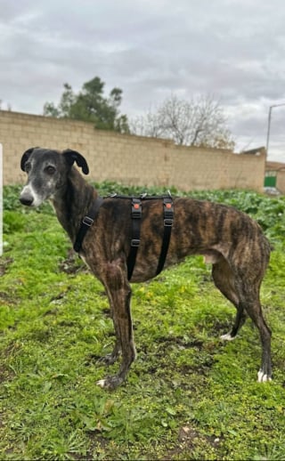 Illustration de l'article : Abandonné et maltraité dans un entrepôt, ce Lévrier adoptable est « un chien merveilleux et affectueux » malgré les épreuves endurées