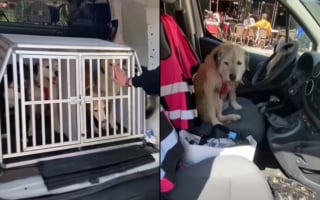 Illustration de l'article : Après la saisie de leurs chiens à Rennes, des sans-abris les récupèrent à la fourrière grâce à une cagnotte et une association