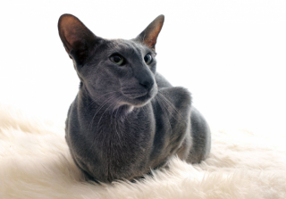 Illustration de l'article : 7 races de chats également très appréciées par les amoureux des Siamois