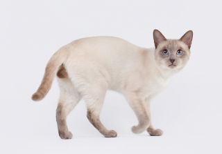 Illustration de l'article : 7 races de chats également très appréciées par les amoureux des Siamois