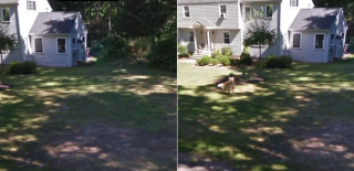 Illustration de l'article : En explorant la maison de son enfance sur Google Maps, une femme retrouve avec &eacute;motion une photo oubli&eacute;e de son chien d&eacute;c&eacute;d&eacute;