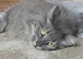 Illustration de l'article : Apr&egrave;s avoir pris la fuite face au chien de la maison, une chatte disparue durant 2 ans refait surface au m&ecirc;me endroit