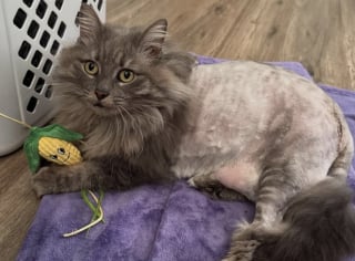 Illustration de l'article : Apr&egrave;s avoir pris la fuite face au chien de la maison, une chatte disparue durant 2 ans refait surface au m&ecirc;me endroit