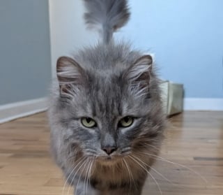 Illustration de l'article : Apr&egrave;s avoir pris la fuite face au chien de la maison, une chatte disparue durant 2 ans refait surface au m&ecirc;me endroit