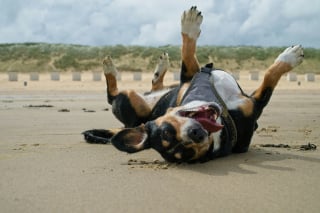 Illustration de l'article : 5 conseils pour préparer sereinement vos vacances avec votre chien