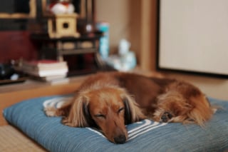 Illustration de l'article : 5 conseils pour préparer sereinement vos vacances avec votre chien