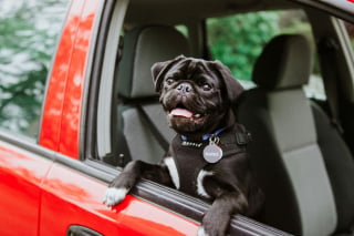 Illustration de l'article : 5 conseils pour préparer sereinement vos vacances avec votre chien