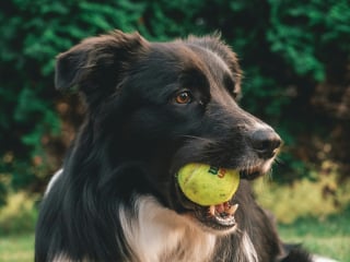 Illustration de l'article : 5 conseils pour préparer sereinement vos vacances avec votre chien