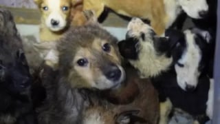 Illustration de l'article : Sauvée avec 100 autres chiens négligés cette chienne retrouve sa première maîtresse grâce à sa puce