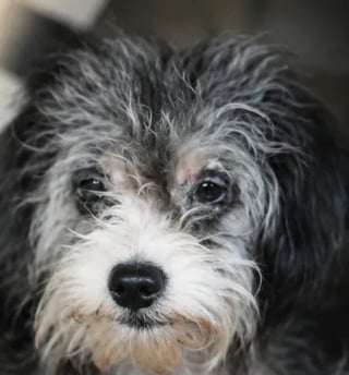 Illustration de l'article : Sauvée avec 100 autres chiens négligés cette chienne retrouve sa première maîtresse grâce à sa puce