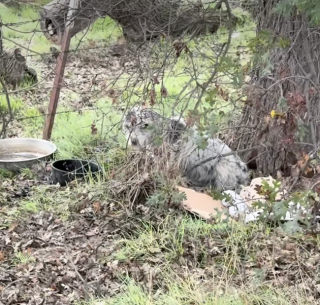 Illustration de l'article : Une chienne errante et son unique chiot survivaient dans une boîte en carton dans un fossé jusqu’à l’arrivée d’une sauveteuse (vidéo)