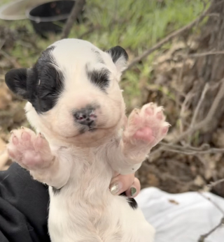 Illustration de l'article : Une chienne errante et son unique chiot survivaient dans une boîte en carton dans un fossé jusqu’à l’arrivée d’une sauveteuse (vidéo)