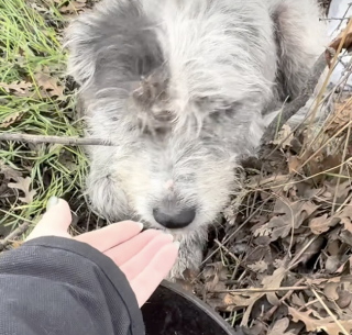 Illustration de l'article : Une chienne errante et son unique chiot survivaient dans une boîte en carton dans un fossé jusqu’à l’arrivée d’une sauveteuse (vidéo)