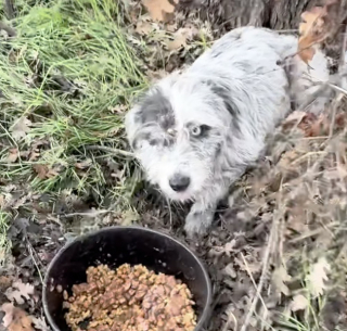 Illustration de l'article : Une chienne errante et son unique chiot survivaient dans une boîte en carton dans un fossé jusqu’à l’arrivée d’une sauveteuse (vidéo)