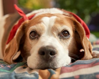 Illustration de l'article : Les chiens deviennent-ils naturellement grognons et agressifs en vieillissant ?
