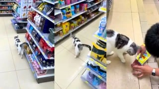 Illustration de l'article : Dans cette supérette, un chat gourmand a trouvé l’astuce parfaite pour obtenir des friandises auprès des touristes (vidéo)