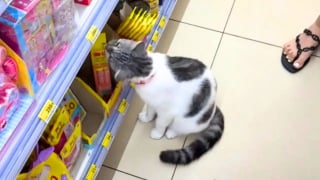 Illustration de l'article : Dans cette supérette, un chat gourmand a trouvé l’astuce parfaite pour obtenir des friandises auprès des touristes (vidéo)