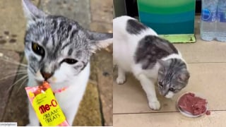 Illustration de l'article : Dans cette supérette, un chat gourmand a trouvé l’astuce parfaite pour obtenir des friandises auprès des touristes (vidéo)