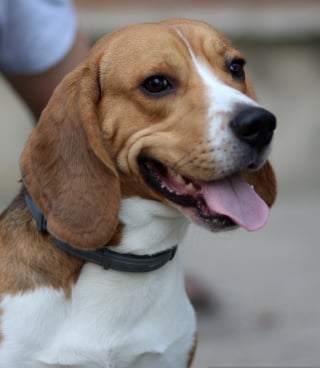 Illustration de l'article : Laiss&eacute; dans une voiture en pleine canicule pr&egrave;s d'une plage varoise, un Beagle est sauv&eacute; de justesse et son propri&eacute;taire sera jug&eacute;