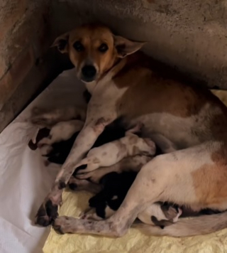 Illustration de l'article : Une chienne errante ayant accouch&eacute; sous la pluie est recueillie avec ses chiots nouveau-n&eacute;s par une famille au grand coeur