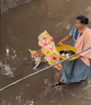 Illustration de l'article : Une chienne errante ayant accouch&eacute; sous la pluie est recueillie avec ses chiots nouveau-n&eacute;s par une famille au grand coeur