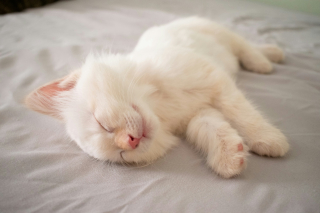 Illustration de l'article : Une étude démontre les bienfaits de la musique classique pour un chat anesthésié lors d'une opération