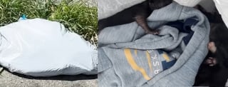 Illustration de l'article : Jet&eacute;s dans un sac poubelle en plein soleil ces 4 chatons sont biberonn&eacute;s par leur sauveuse
