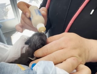 Illustration de l'article : Jet&eacute;s dans un sac poubelle en plein soleil ces 4 chatons sont biberonn&eacute;s par leur sauveuse