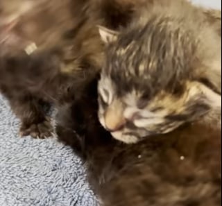 Illustration de l'article : Jet&eacute;s dans un sac poubelle en plein soleil ces 4 chatons sont biberonn&eacute;s par leur sauveuse