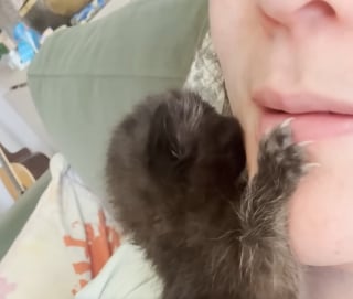 Illustration de l'article : Jet&eacute;s dans un sac poubelle en plein soleil ces 4 chatons sont biberonn&eacute;s par leur sauveuse