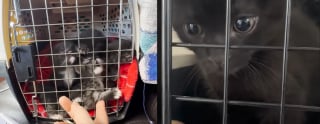 Illustration de l'article : Jet&eacute;s dans un sac poubelle en plein soleil ces 4 chatons sont biberonn&eacute;s par leur sauveuse