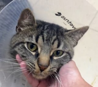Illustration de l'article : Ce chat tripode abandonn&eacute; par sa famille mais d&eacute;bordant d'affection n'a pas l'intention de laisser son handicap le priver d'un nouveau d&eacute;part (vid&eacute;o)