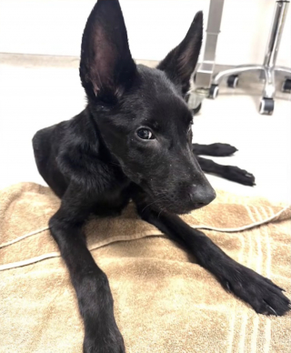Illustration de l'article : Retrouvé près d'une benne avec des cailloux dans l'estomac ce chiot avec de multiples fractures est opéré avec succès