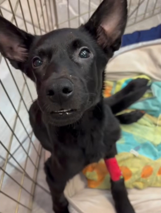Illustration de l'article : Retrouvé près d'une benne avec des cailloux dans l'estomac ce chiot avec de multiples fractures est opéré avec succès