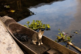 Illustration de l'article : Les chats détestent-ils l'eau parce qu'ils ont peur de s'y noyer ?
