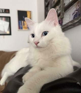 Illustration de l'article : 17 photos d&eacute;voilant la beaut&eacute; des chats blancs